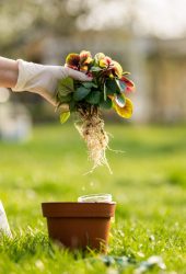 Service de Jardinage - DONEED SERVICE
