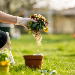 Service de Jardinage - DONEED SERVICE